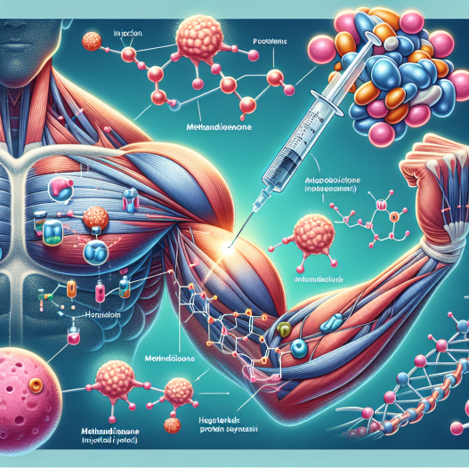 La méthandiénone injectable et son rôle dans la stimulation de la synthèse des protéines dans les muscles